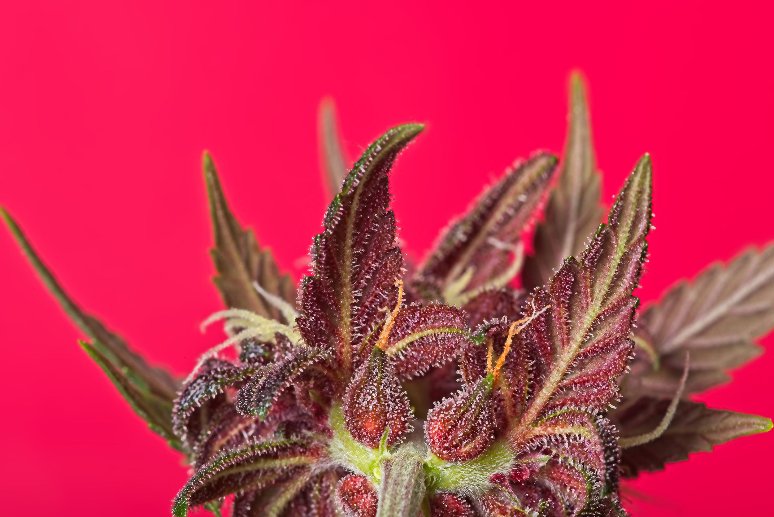 red weed buds