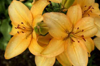 Tiger lilies in Carol Thomson's garden.
(The Spokesman-Review)