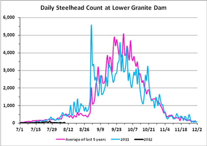 Steelhead counts at Lower Granite Dam through Aug. 11, 2012. (Fish Passage Center)