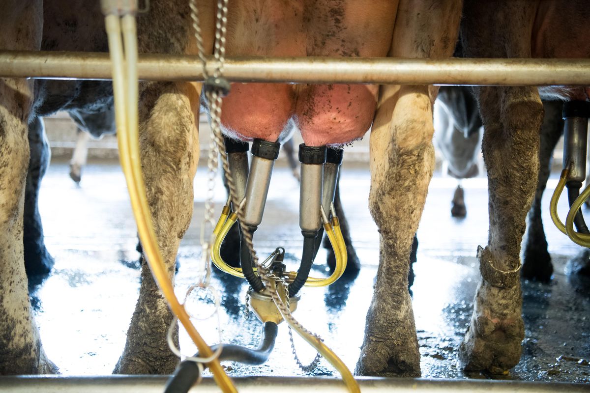 Nearly 7,000 head of Holstein cows are milked three times a day in the Coulee Flats milking parlors, as seen on Wednesday, April 25, 2018, in Mesa, Wash. (Tyler Tjomsland / The Spokesman-Review)
