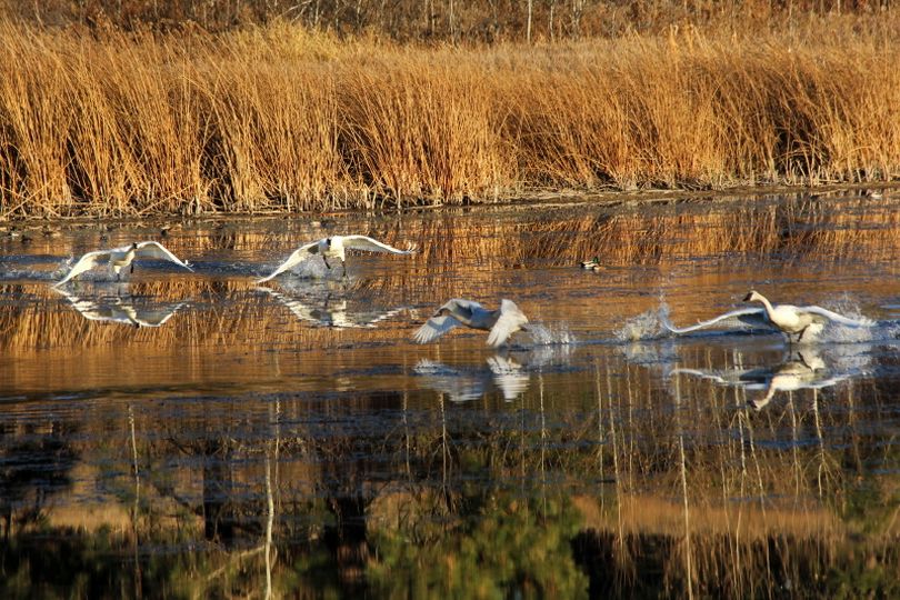 Trumpeter swans that hatched in spring of 2013 at Turnbull National Wildlife Refuge were strong and playful on Nov. 1, 2013. (Carlene Hardt)