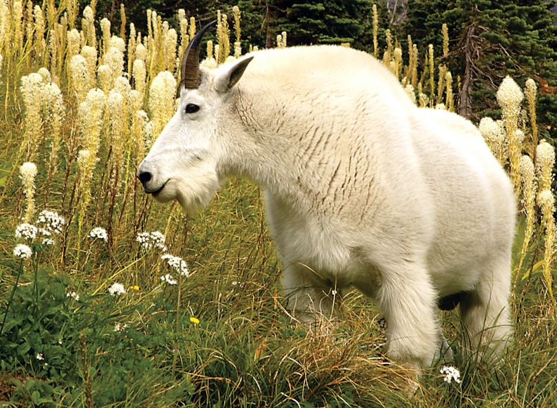 A mountain goat stands along the main road that runs through Glacier National Park in Montana. (Associated Press)