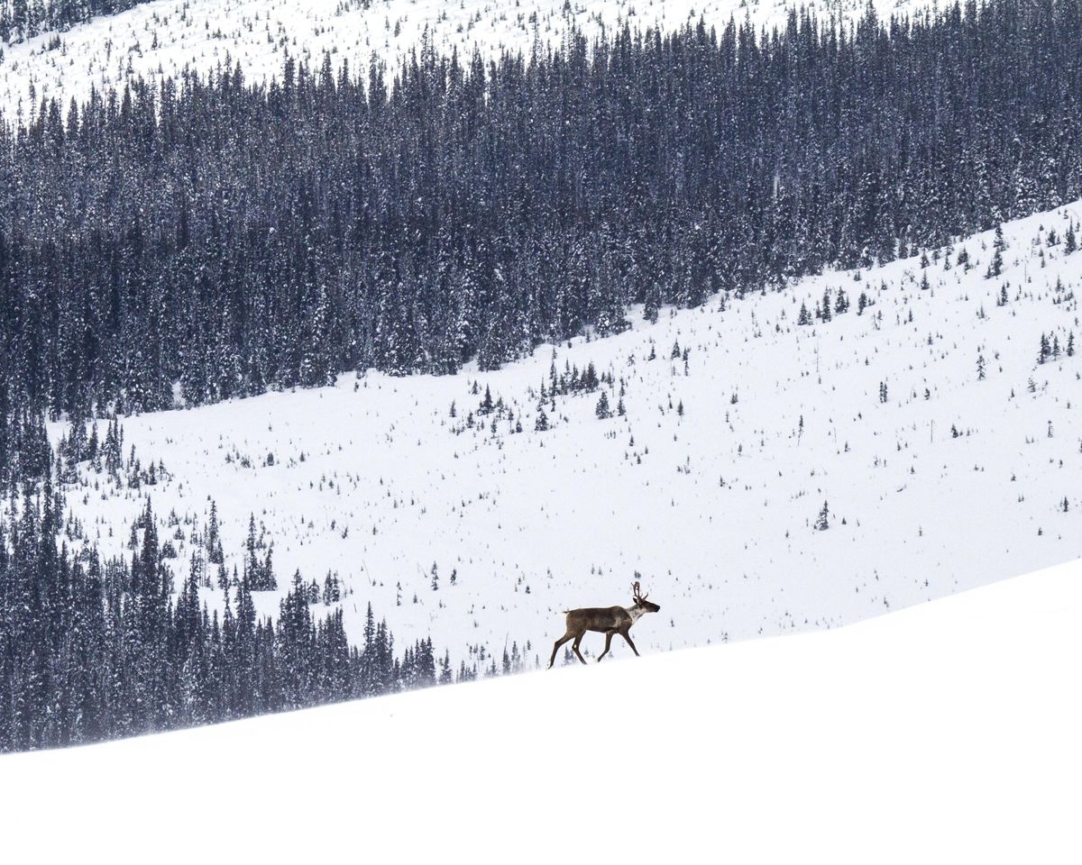 A mountain caribou traverses an alpine slope with a high-elevation clearcut behind him in Hart Range, British Columbia. (David Moskowitz)