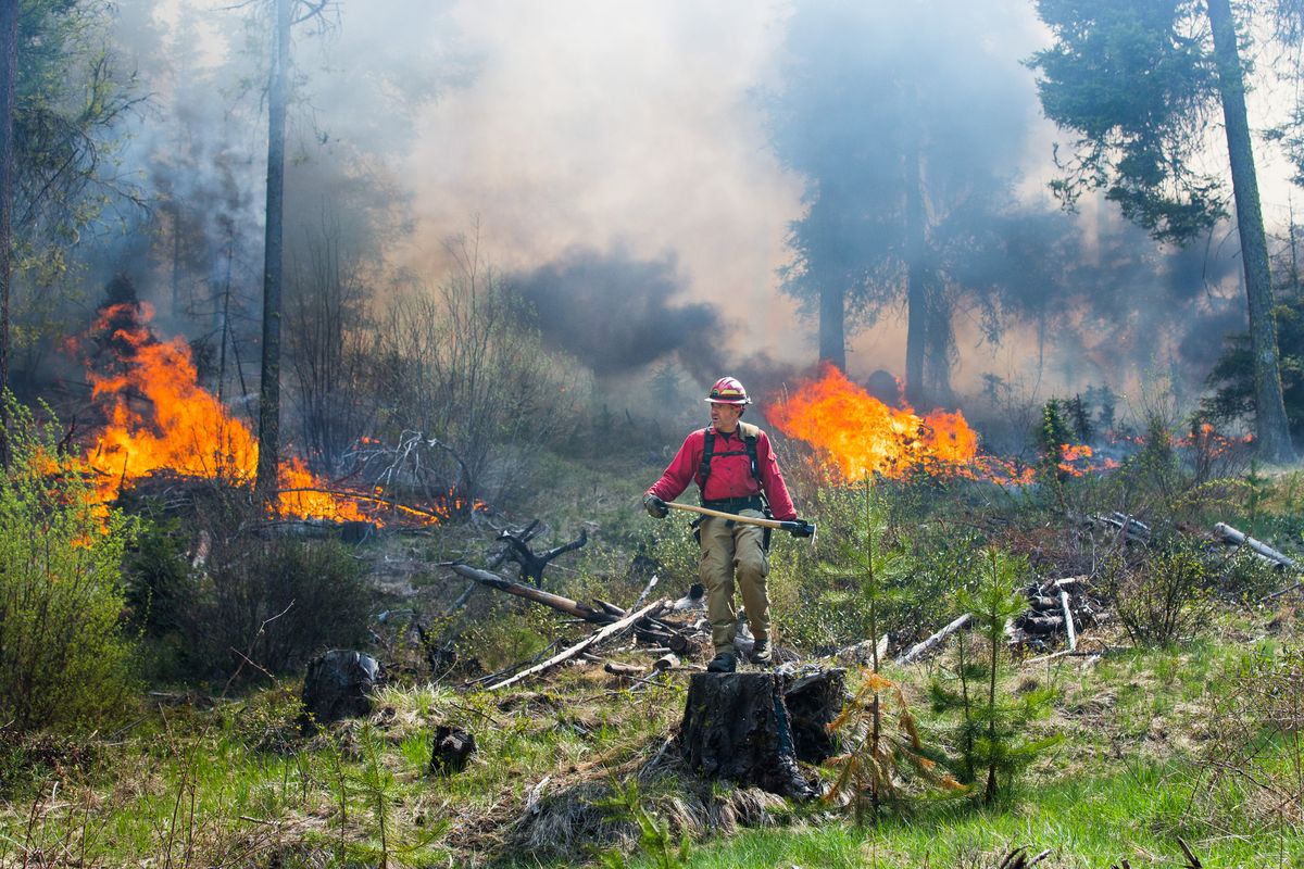 Firefighter Steven Thime hops onto a tree stump to survey the progress of a prescribed burn in the Okanogan-Wenatchee National Forest in Kittitas County near Liberty, Wash., in May 2019.  (Dan DeLong / Investigate West)