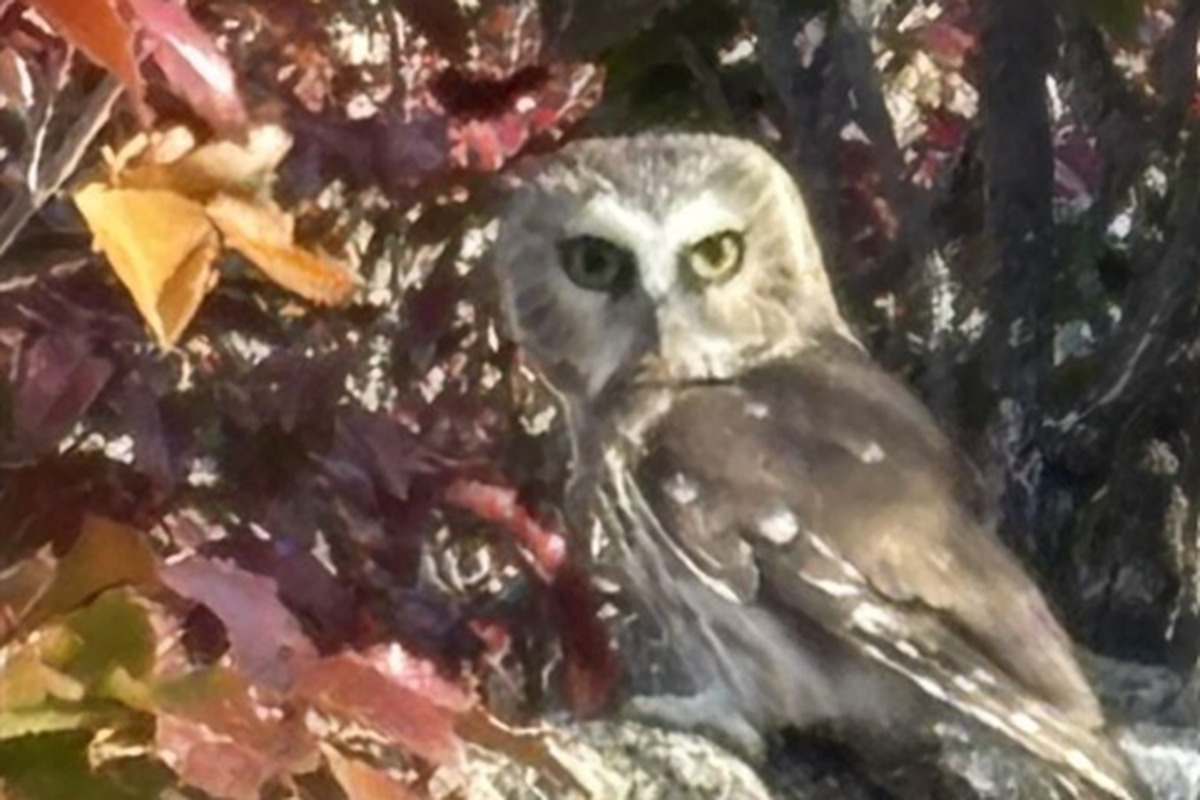 Once freed, the tiny saw-whet owl flew to a nearby ledge and stared at its two volunteer rescuers. (Jim and Bea Harrison)