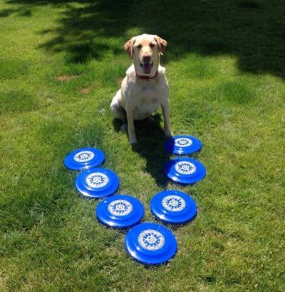 Here's Millie getting ready to play Ultimate Frisbee with master Doug. (Courtesy photo)