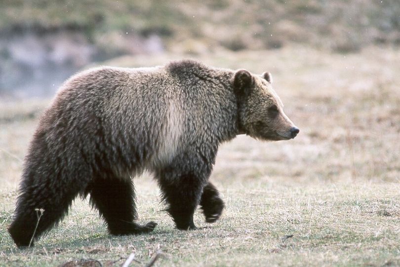 Grizzly bears are expanding their range in the West. (Kim Keating / U.S. Geological Survey)