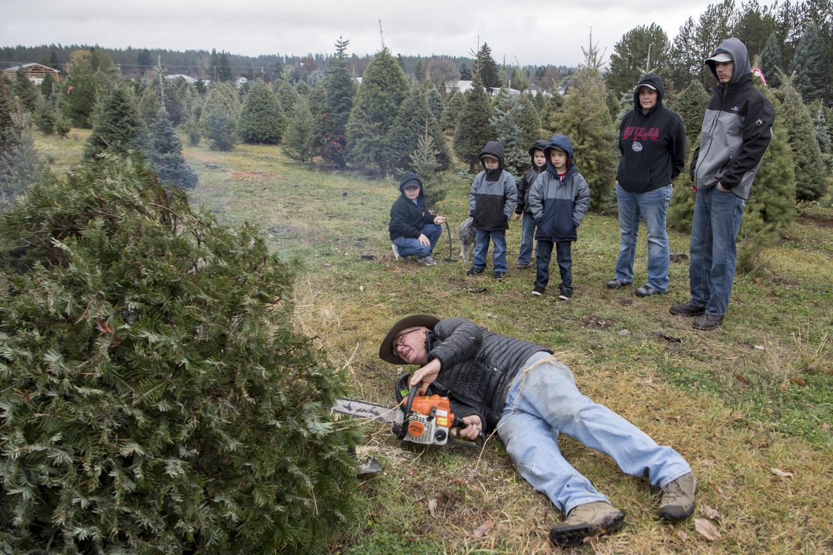 Doug Bergman, left, cuts down a chosen tree while Beckett Ough, 6, Christopher Ough, 4, Brier Ough, 5, Terry Ough, 7, Crystal Ough and Joey Ough watch, Sunday, Dec. 3, 2017, at Bergman Tree Farm in Spokane Valley. The family-owned tree farm will shut down after this season. Doug Bergman’s father, who owned and ran the tree farm, died a year ago and it’s the last year for the farm. It’s been sold to a developer. (Jesse Tinsley / The Spokesman-Review)
