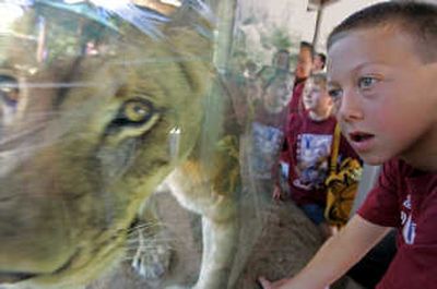 
Safely behind a clear barrier, Jacob Stevens goes eye to eye with an African lion at the San Diego Wild Animal Park . Los Angeles Times
 (Los Angeles Times / The Spokesman-Review)