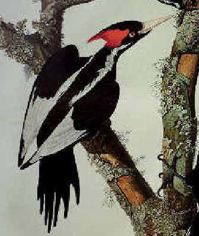 
An engraving by John James Audubon shows an ivory-billed woodpecker. The last confirmed sighting of the birds had been in 1944.
 (Associated Press / The Spokesman-Review)