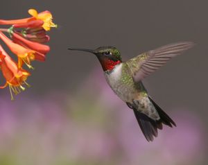A male ruby-throated hummingbird feeds at a honeysuckle plant in Brandon, S.D. New research indicates hummingbirds are migrating 12 to 18 days earlier. (Associated Press)