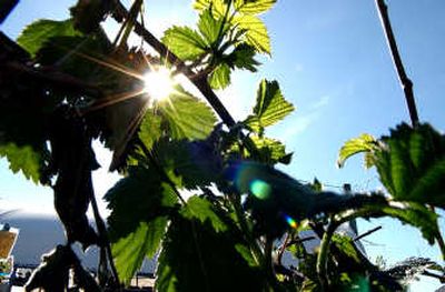 
Thornless blackberry bushes did not escape this year's odd weather.
 (File/ / The Spokesman-Review)