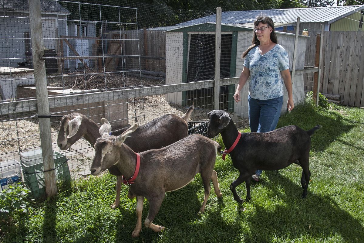 Janice Swagerty walks her goats Missy, Jenna and Lily through her north-Spokane backyard, Sept. 1, 2016. Swagerty