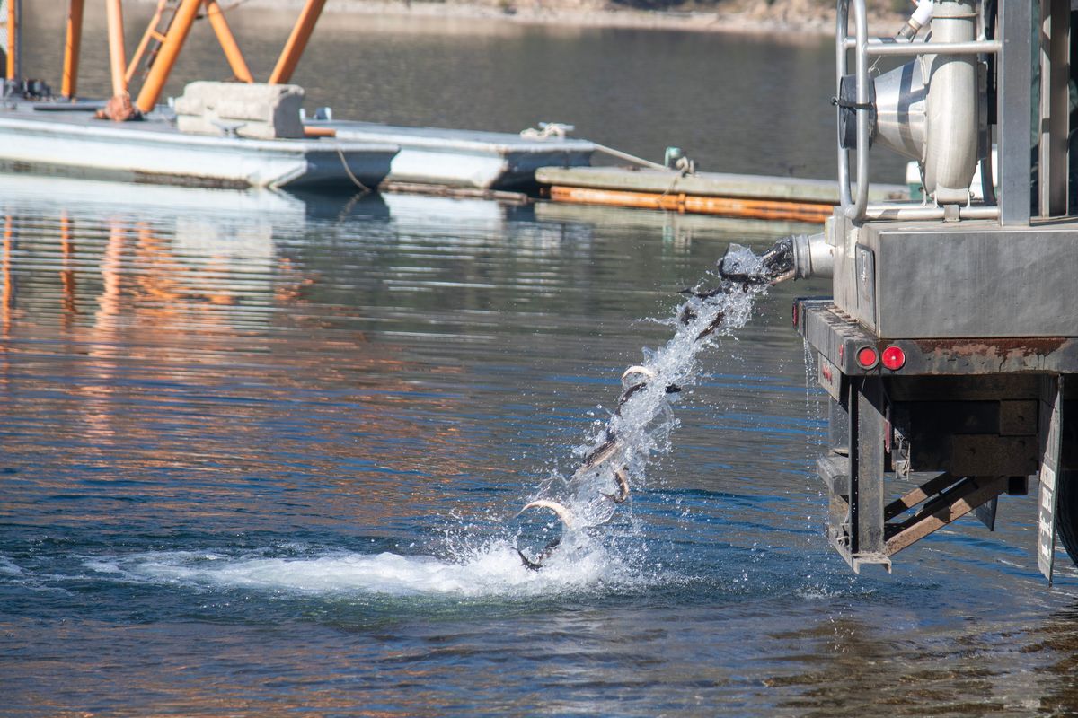 Sturgeon tumble out of a Washington Department of Fish and Wildlife tanker into Lake Roosevelt near Kettle Falls Oct. 18, 2023. (Michael Wright/THE SPOKESMAN-REVIEW)