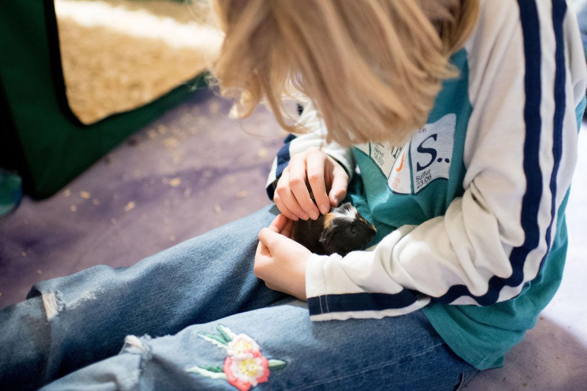 Kieley Leake, 10, holds a newly born guinea pig on Wednesday, November 16, 2017, at her home in Nine Mile Falls, Wash. Leake