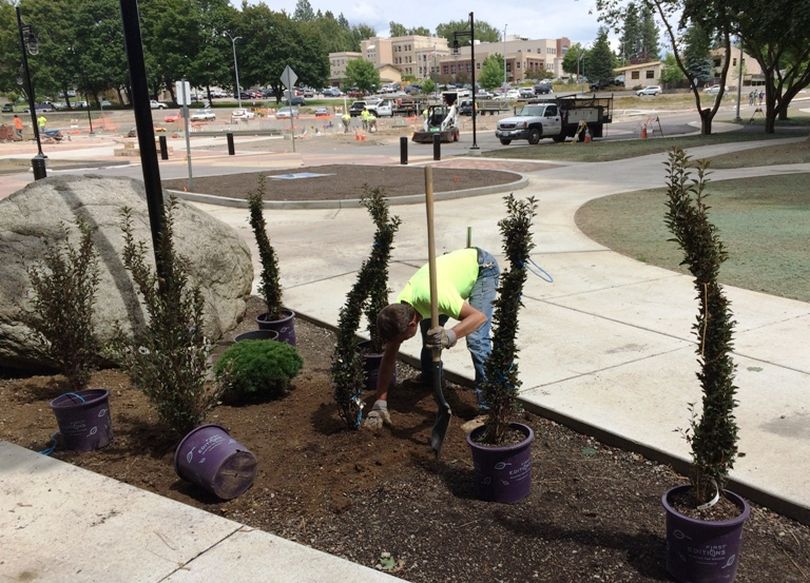 Jeff Dechenne of Clearwater Summit Group landscapers plants bushes at the northern edge of City Park as part of the Four Corners project. (Greg Lee/Huckleberries photo)