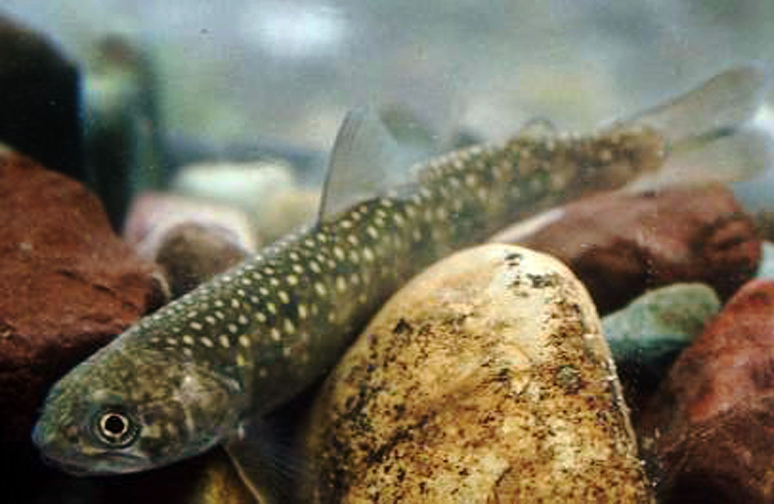 Protection for bull trout habitat expanded in West The SpokesmanReview