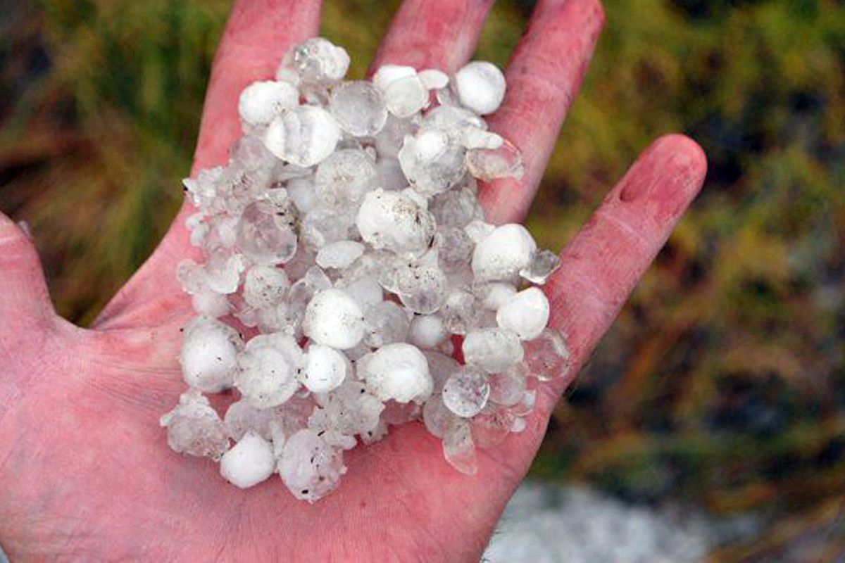 Russell Dingman holds a handful of the large hail that fell in the Hartline, Wash., area Wednesday. 