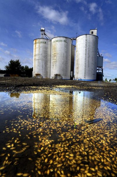 Spilled grain fills a rain puddle left from a storm that passed through the Reardan area Wednesday.   (CHRISTOPHER ANDERSON / The Spokesman-Review)