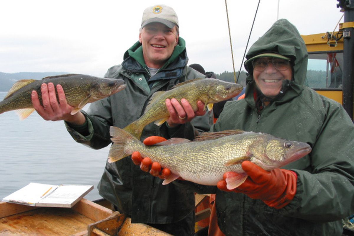 Biologists Mark Liter, left, and Vaughan Paragamian show walleye from survey nets in Lake Pend Oreille. (IDAHO FISH & GAME photo)