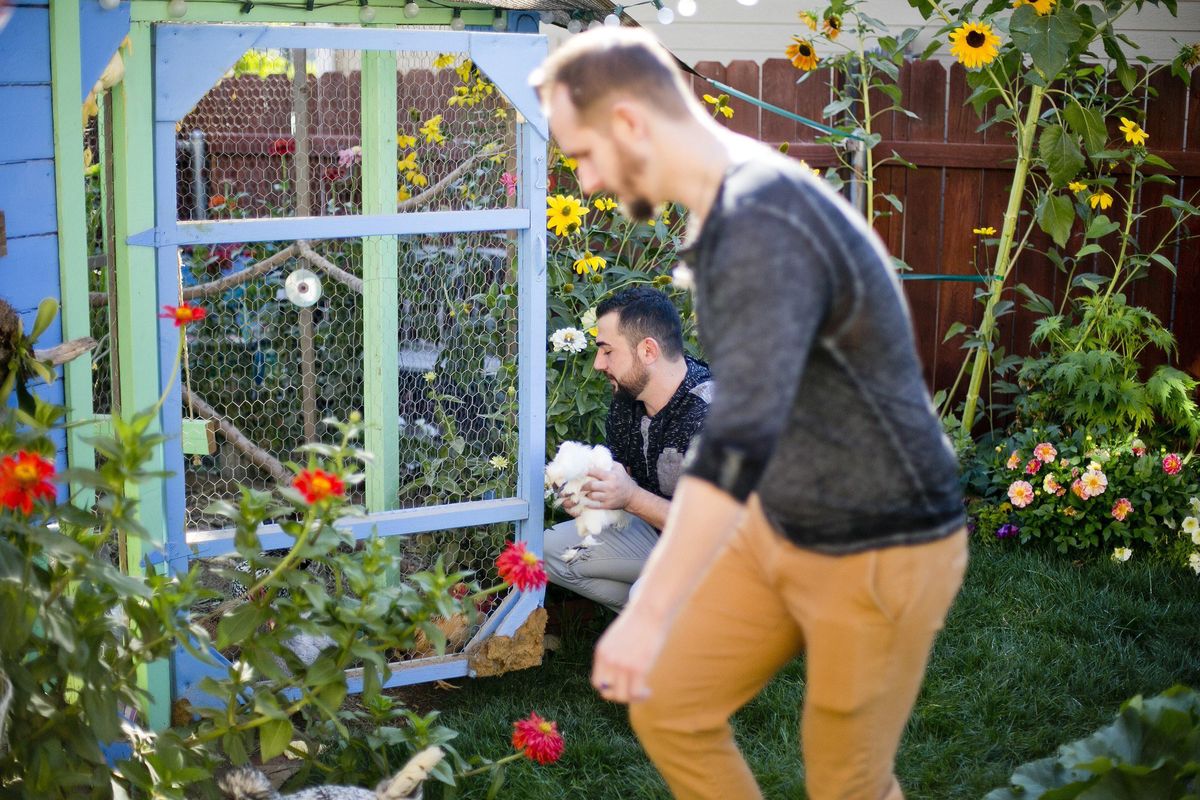 Shadi Ismail, rear, and boyfriend Ian Guthrie gather chickens in the backyard of their home  Sept. 9 in Boise. (Kyle Green / Idaho Statesman)