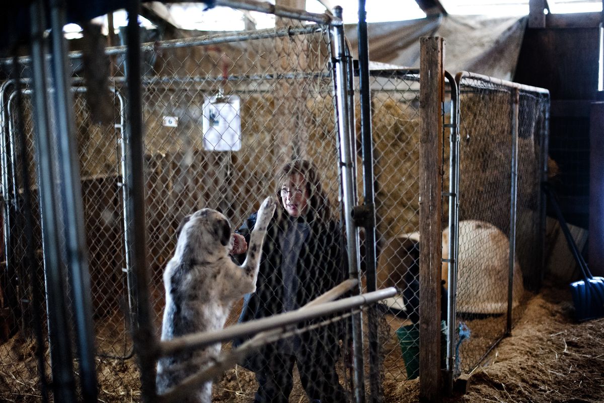 Shelter director Nancy Rose pets a dog at the Colville Valley Animal Sanctuary on Jan. 7. Rose, a full-time shelter volunteer, says the sanctuary found homes for about 800 animals last year. (Tyler Tjomsland)