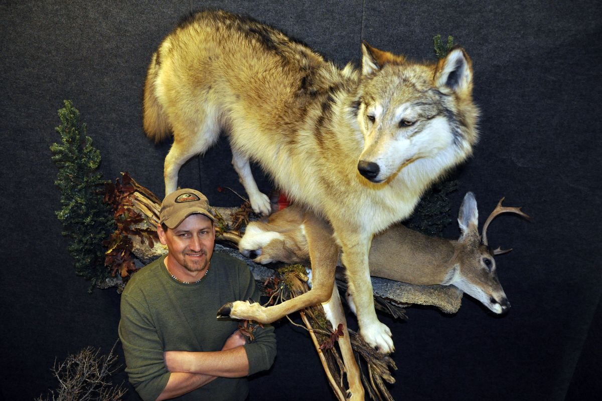 Taxidermist James Keeling of Reardan created this mount of a gray wolf standing over its meal of white-tailed deer.