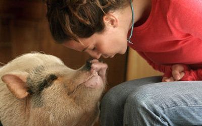 
 Bridgette Suder is fighting a zoning law to keep her 3-year-old, 140-pound Vietnamese potbellied pig, Bacon, at her home in suburban Herndon, Va.
 (Rich Lipski Washington Post / The Spokesman-Review)