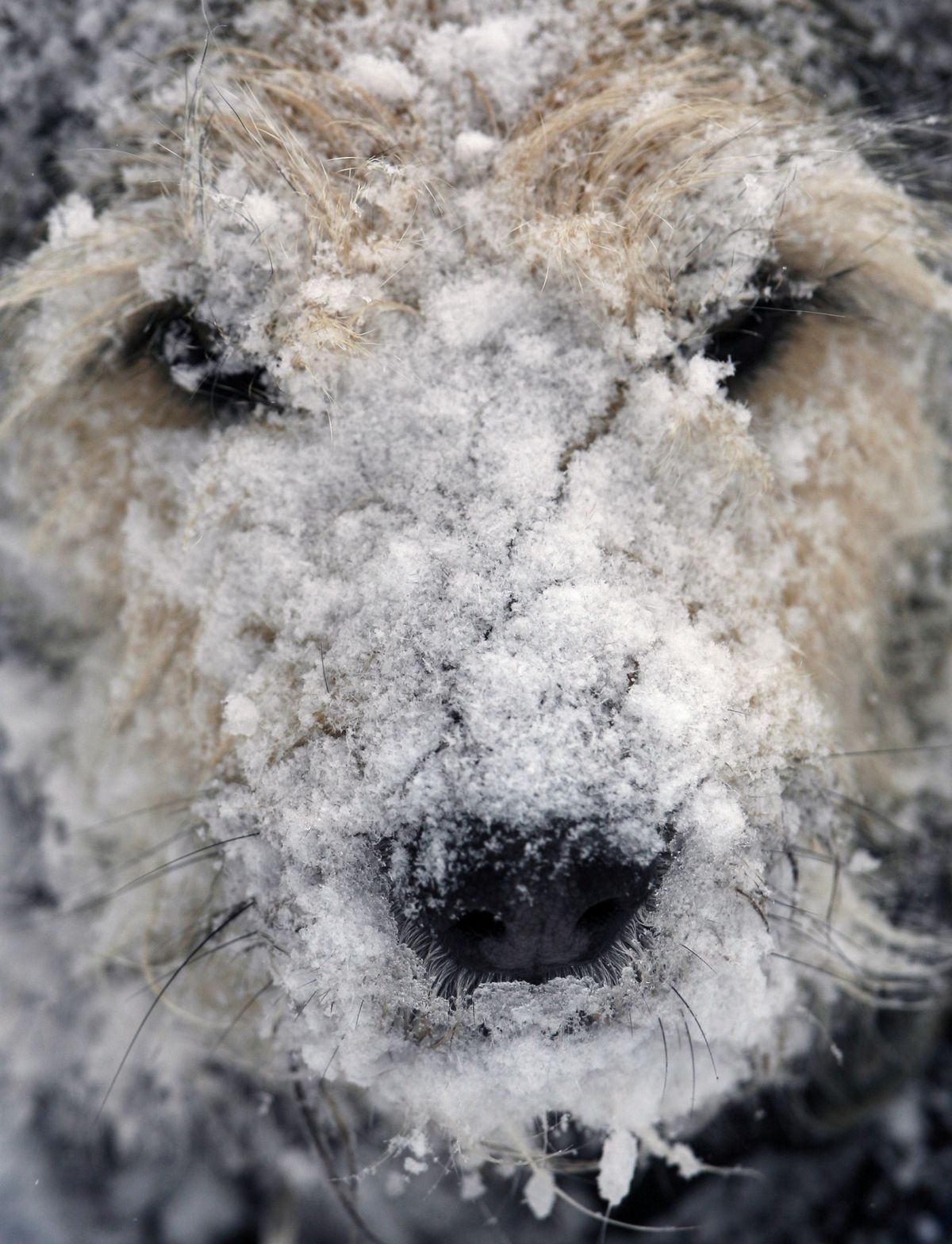 A dog is covered in snow  after romping  in West Bath, Maine. (Pat Wellenbach / The Spokesman-Review)