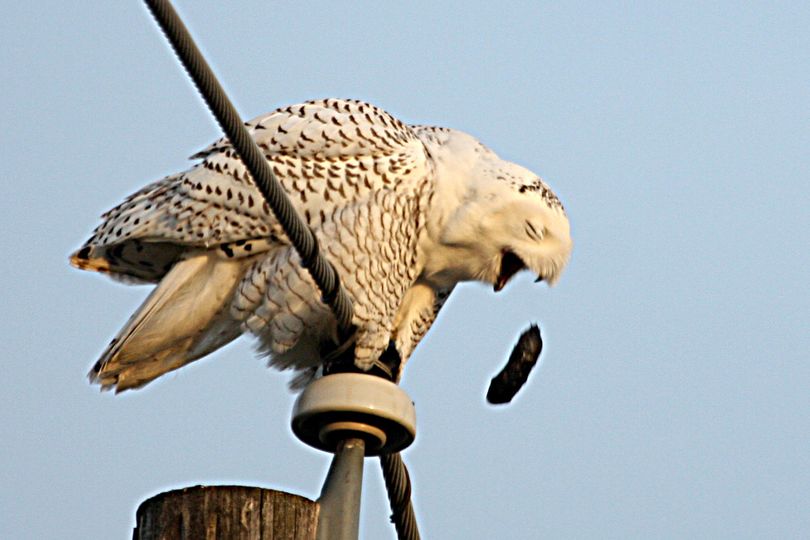 A snowy owl regurgitates a pellet of bones and fur while perched new Mt. Spokane High School on Dec. 3, 2012. (Ron Dexter)