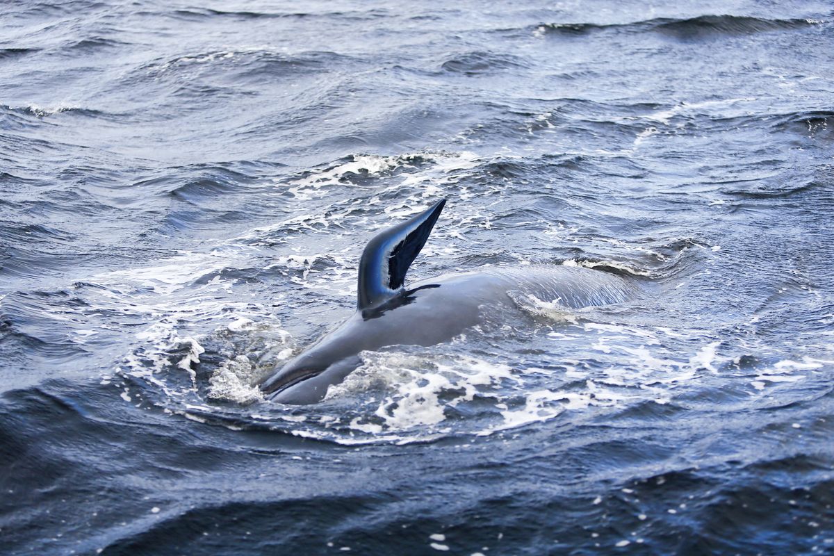 A whale is in the water near Strahan, Australia, Wednesday, Sept. 23, 2020. Authorities revised up the number of pilot whales rescued from Australia