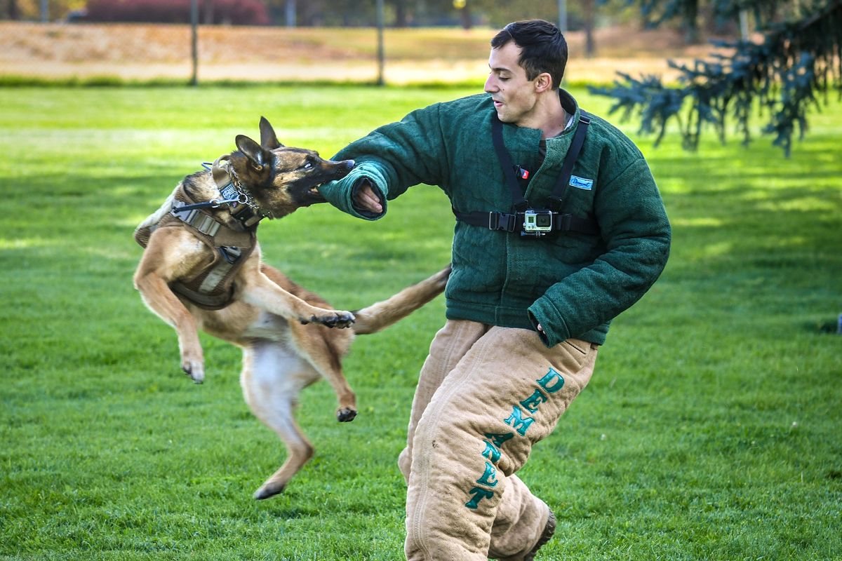 Military belgian hot sale malinois