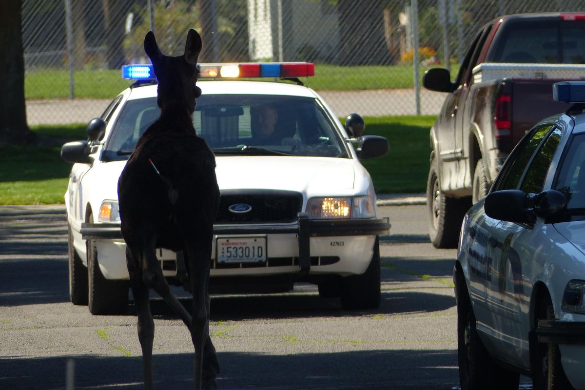 An injured moose, shot with a tranquilizer dart in the hindquarters, ignores a police unit blocking the street and rambles down Cannon St., Tuesday, June 28, 2016, in Spokane. (Jesse Tinsley / The Spokesman-Review)