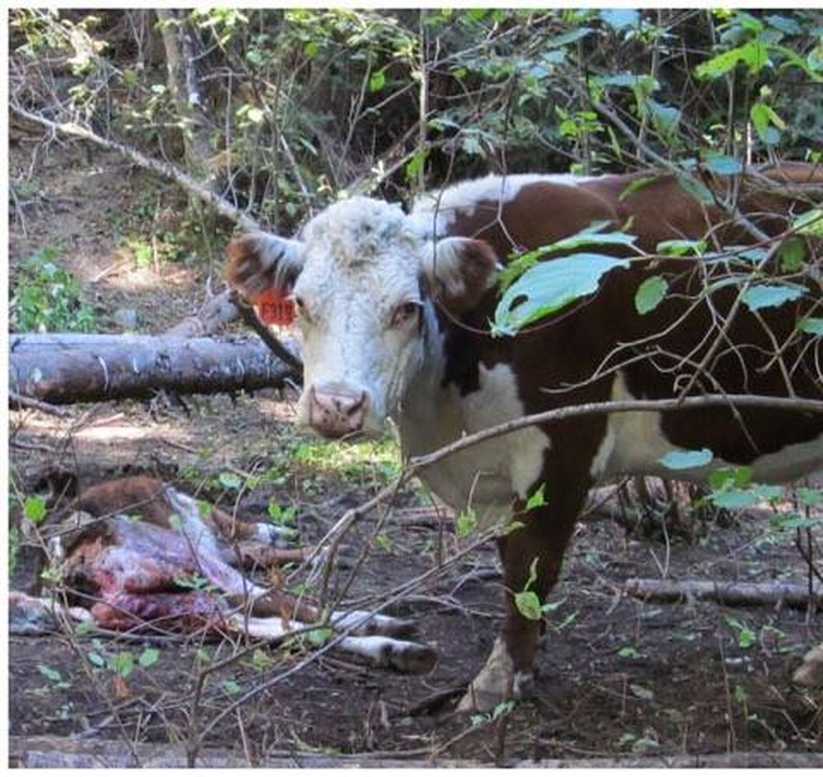 A cow stands near her dead calf in a grazing area in Stevens County.  (Stevens County Cattlemen