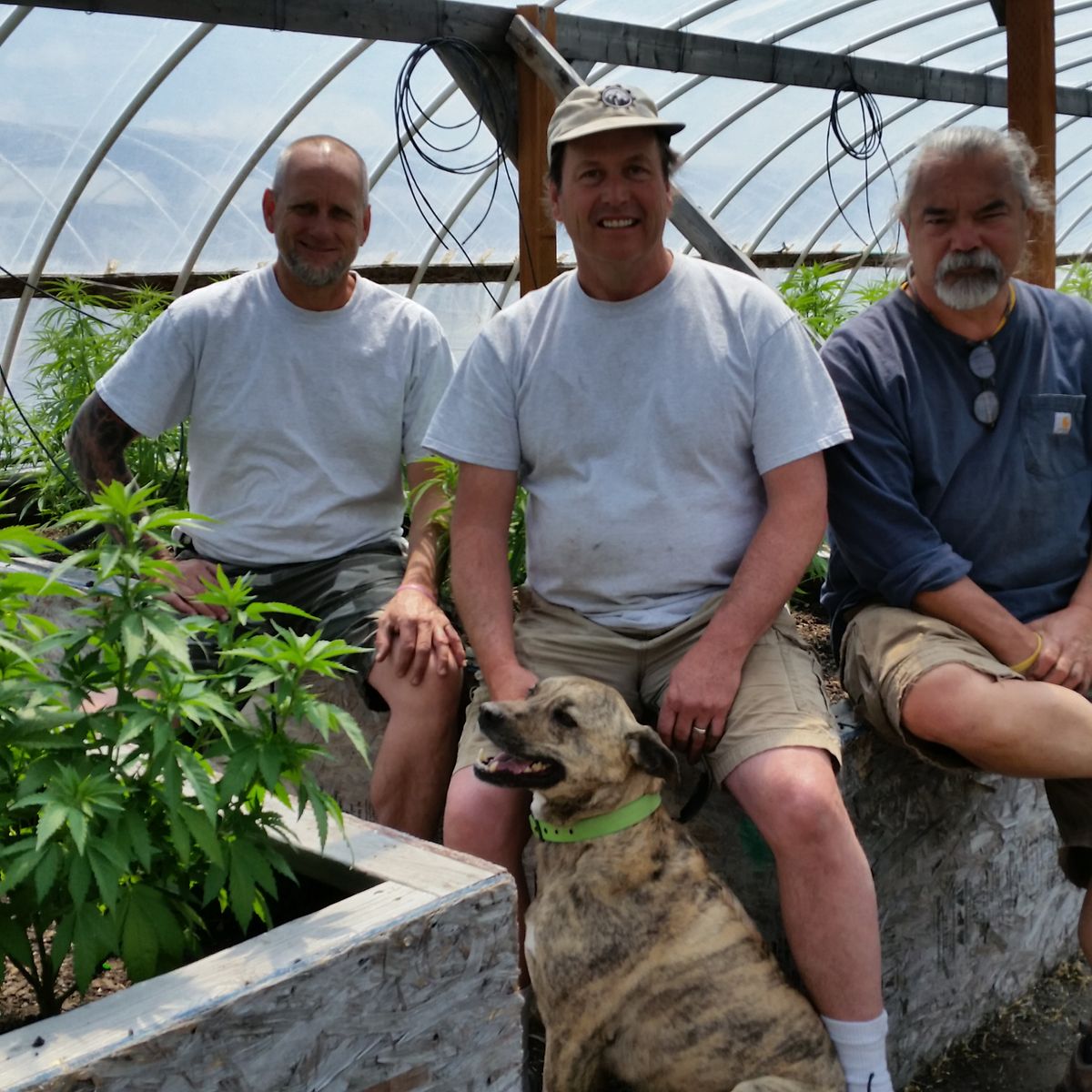 Joe Stoltz, Steve Dullanty and Tim Lamb are owners of Mean the Green.  (Joe Butler / Evercannabis Writer)