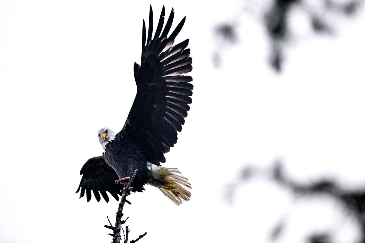 A bald eagle takes off from a branch above Lake Coeur d’Alene. on Tuesday.  (Kathy Plonka/The Spokesman-Review)