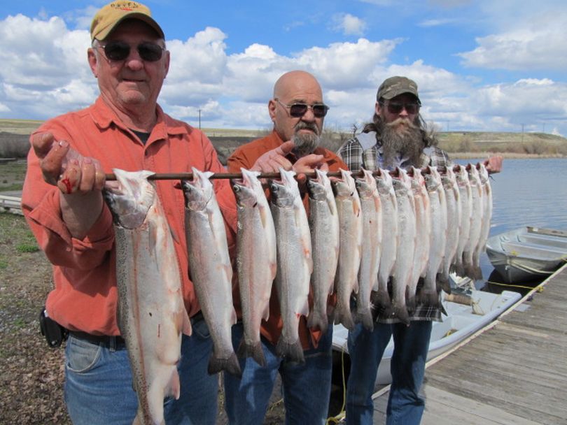 A big rainbow, left, and 14 steelhead made up the April 8 catch of these three Sprague Lake anglers off the dock at Four Seasons Campground.
 (Scott Haugen)