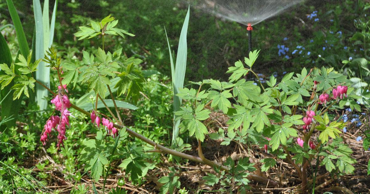 Gardening: The right system gets your water just where your garden needs it