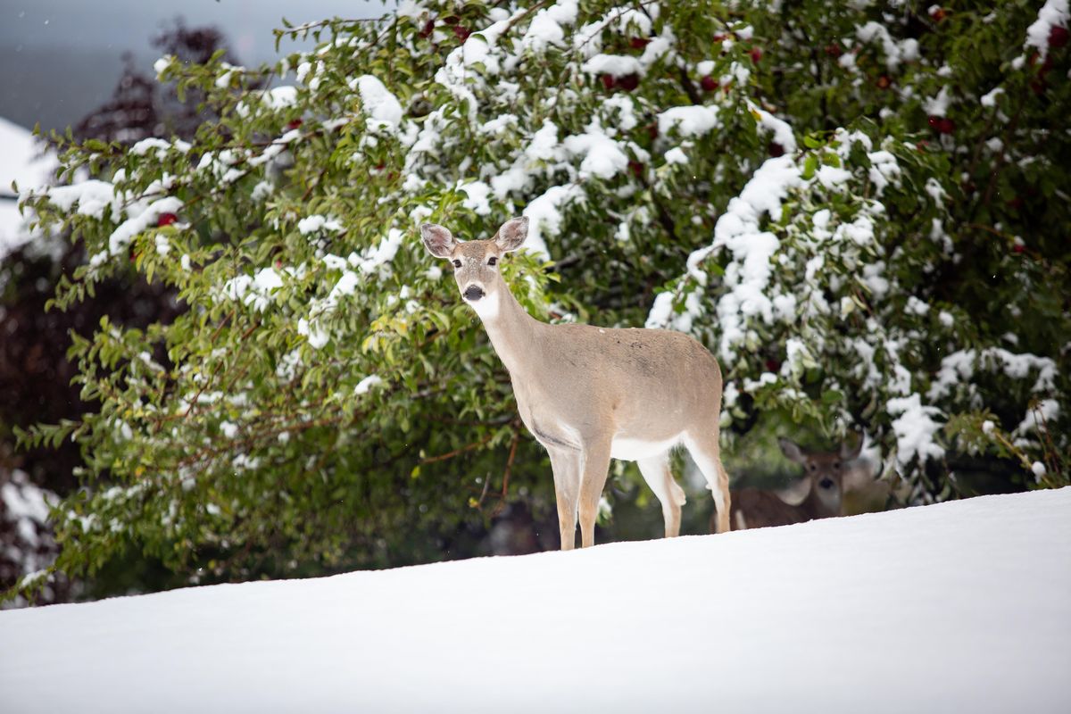 Deer roam in a lawn in the Glenrose neighborhood near Moran Prarie on a snowy Sunday, Sept. 29, 2019. 1.9 inches of snow was measured at the Spokane International Airport, making it the first snowy September since 1926. (Libby Kamrowski / The Spokesman-Review)