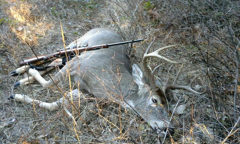 Cold weather and the rut coincided on Nov. 12 to have this whitetail buck on the move during daylight hours in Washington's late buck hunting season. (John Elliason)