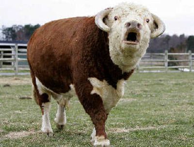 
Gent, a mini bull, gives a warning bellow while feeding in a field on Bill Bryan's 50-acre spread in Trappe, Md..  
 (Associated Press / The Spokesman-Review)
