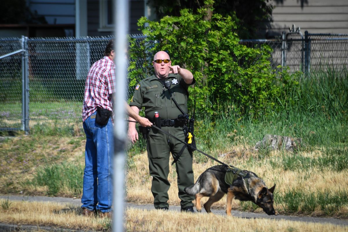 Spokane County deputies search the area of Nevada Street and Everett Avenue with explosives dog, Chloe, after arresting a man who led area law enforcement on a high-speed chase Thursday morning, May 30, 2019. (Dan Pelle / The Spokesman-Review)