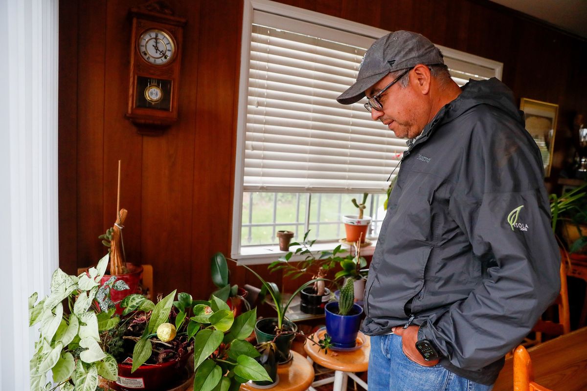 Felipe Maqueda looks over his house plants at his home July 3 in Seattle.  (Jennifer Buchanan/The Seattle Times/TNS)