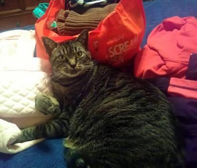 Thor and spring cleaning