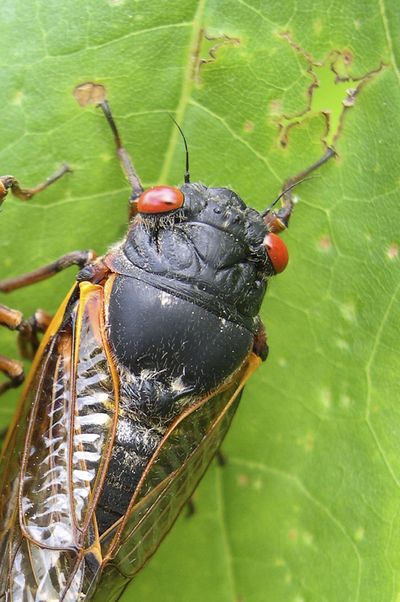 Cicadas will emerge from underground and overrun the East Coast soon. (Associated Press)