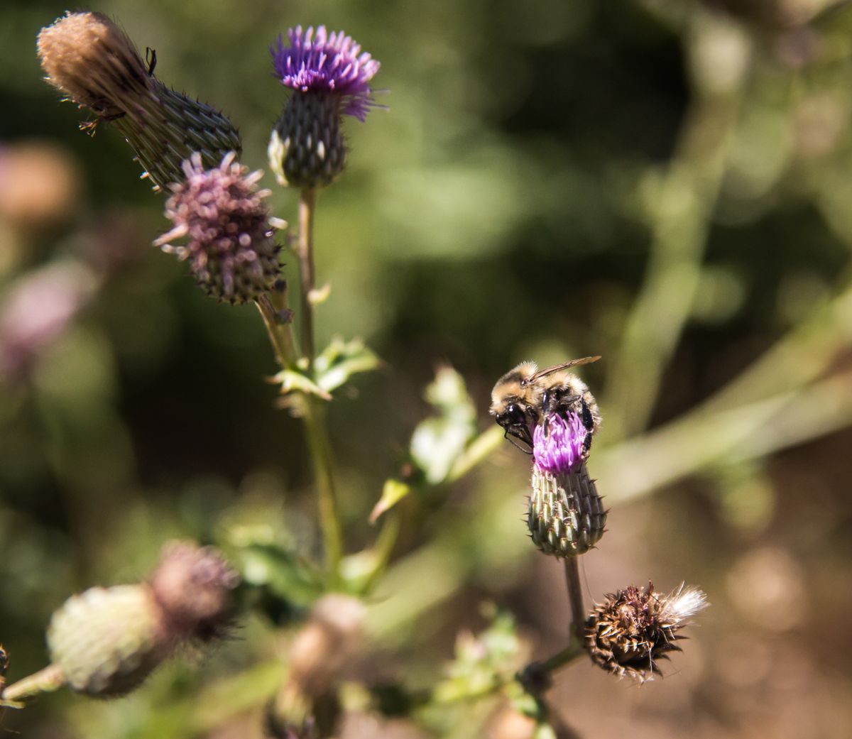 A honeybee crawls over a flowering thistle at Turnbull National Wildlife Refuge’s Pine Lake Loop trail Aug. 9. The diverse terrain of the sprawling refuge includes grasslands, wetlands and forests that support many ecosystems on the edge of the Columbia River Basin.  (Libby Kamrowski/The Spokesman-Review)