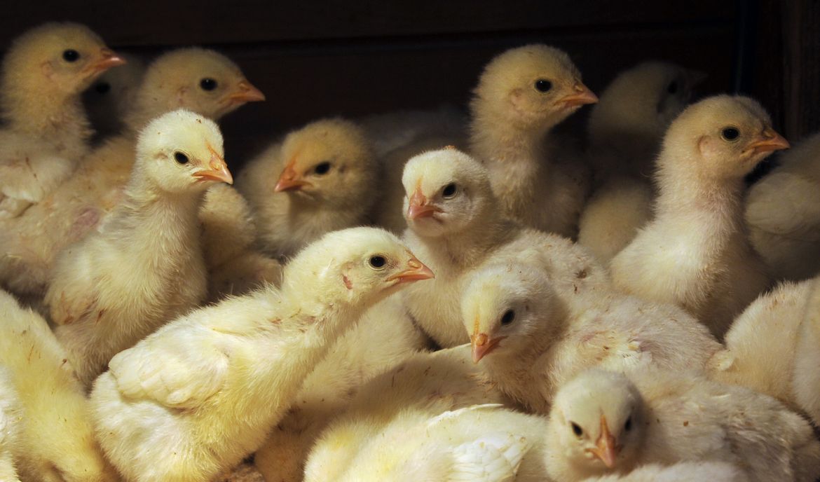 Organic Free-Range Chicken Farm - A picture story at The Spokesman-Review