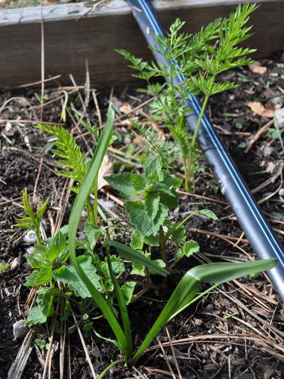 Carrots need to be thinned early and kept weed-free. Pulling these weeds will help the carrot grow a good root.