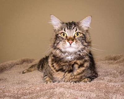 Skye, a male cat, is available for adoption at SCRAPS. (KAREN FOSBERG / Courtesy of Karen Fosberg)