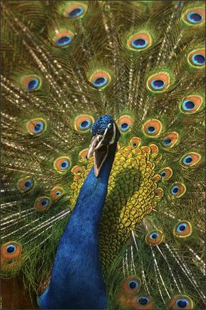 A peacock spreads its wings at the state zoological park in Gauhati, India, Thursday. (AP Photo/Anupam Nath) (March 05, 2009) (The Spokesman-Review)